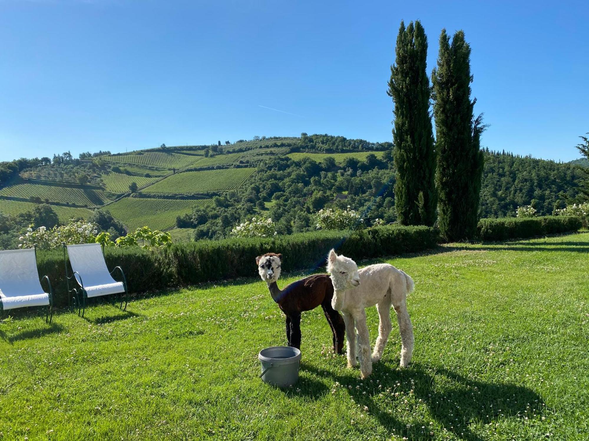 Villa Rignana - Chianti Cottage Greve in Chianti Esterno foto